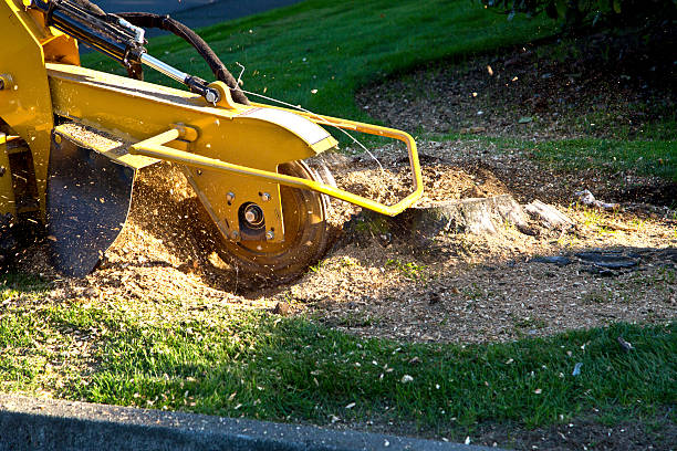 Dead Tree Removal in Lesslie, SC